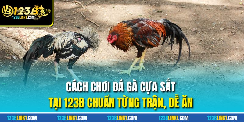 Đá gà cựa sắt tại 123B, kèo đá gà đa dạng, thưởng cao