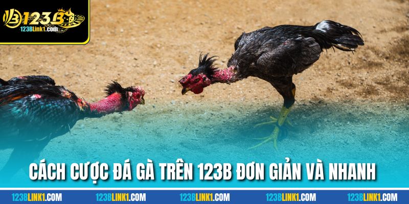 Cách cược đá gà trên 123B đơn giản và nhanh