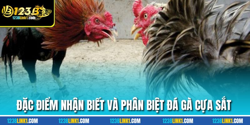 Đặc điểm nhận biết và phân biệt đá gà cựa sắt